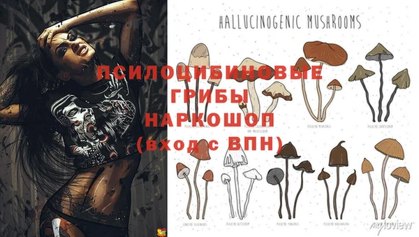 прущие грибы Алзамай